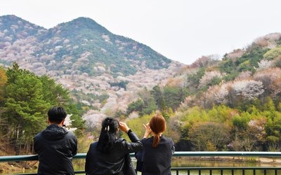 “이번 주말 어디 가?” 광주 근교 봄축제로!