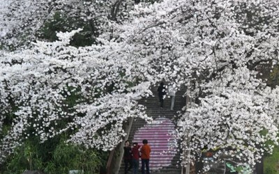 “꽃보러 어디 갈까?”…강원지역 봄꽃 축제 개막